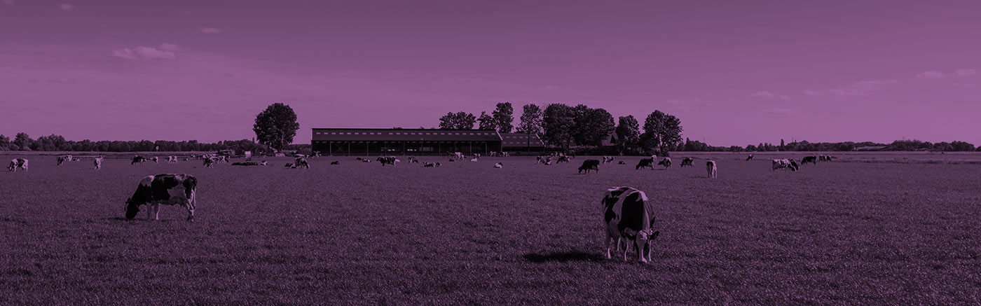 Lekos header image veterinarski program